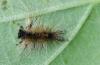 Lymantria dispar
